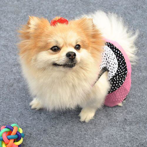 Cat Dog Dress Dog Clothes Black White Costume Baby Small Dog Cotton Polka Dot Cosplay Wedding XS S M L
Cat Dog Dress Dog Clothes Black White Costume Baby Small Dog Cotton Polka Dot Cosplay Wedding XS S M L