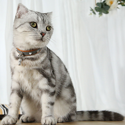 Cat Reflective Band Light Up Collar Tie / Bow Tie Soft Safety Outdoor Walking Color Block PU Leather Black Blue Brown Gray 1pc
Cat Reflective Band Light Up Collar Tie / Bow Tie Soft Safety Outdoor Walking Color Block PU Leather Black Blue Brown Gray 1pc