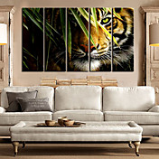 Stretched Canvas Art Landscape Animal king of Forest Set of 5