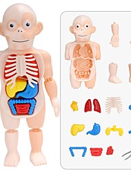 cheap -Body Anatomy Model For kids Children Human Torso Model Montessori Educational Learning Toys Organ Assembled Toy Kids 3D Puzzles
