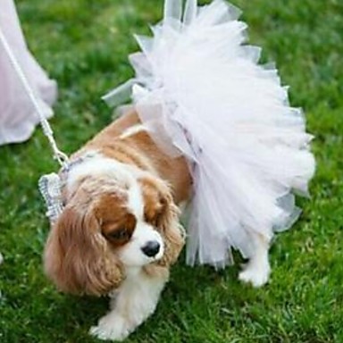 cocker spaniel outfits