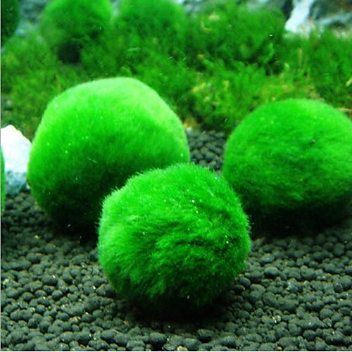 

Genuine Aquarium Ball Landscaping Chlorella Algae Marimo Happy Environmental Green Seaweed Ball