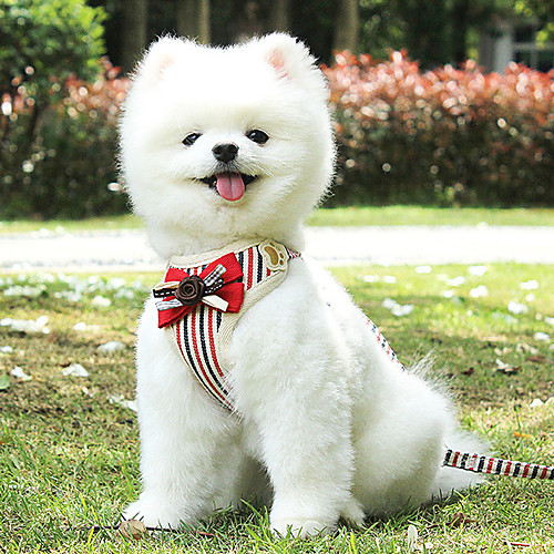 

Dog Harness Leash Casual Safety Square Stripes Polyester Poodle Pomeranian Toy Poodle puppy Small Dog Medium Dog Camouflage Color Stripe Fuchsia Pink Gray