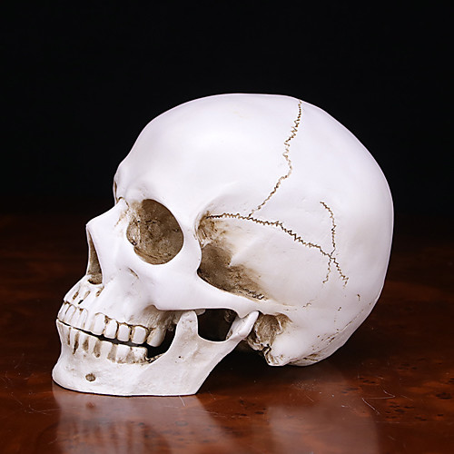 

Skeleton / Skull Halloween Props Men's Halloween Halloween Festival / Holiday Resin White Men's Women's Easy Carnival Costumes