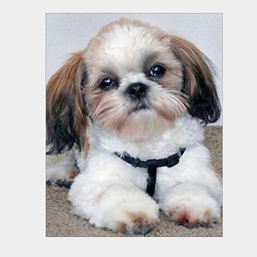 

Shih Tzu Dog,diy Handmade Diamond Painting Animals 5d Full Cross Stitch Kit Diamond Embroidery Mosaic Decor New 30x40cm