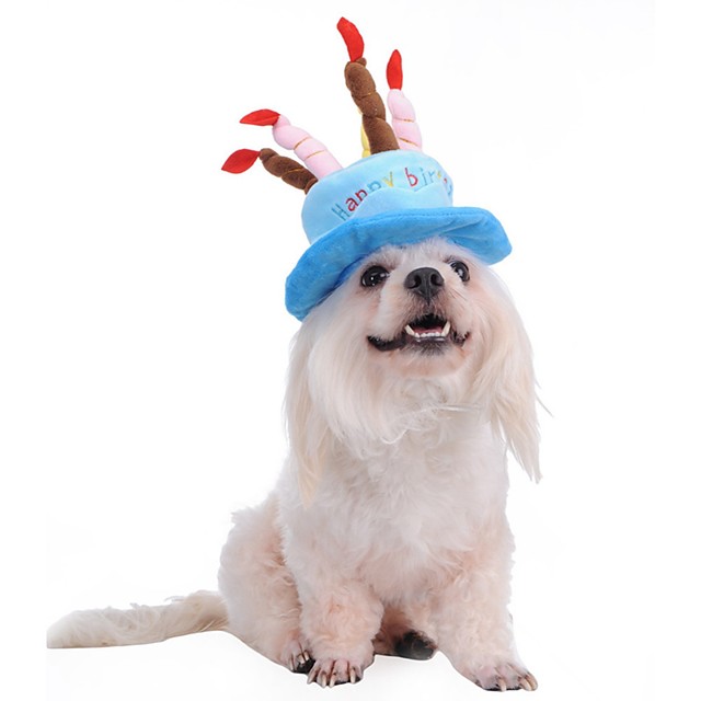 dog wizard hat