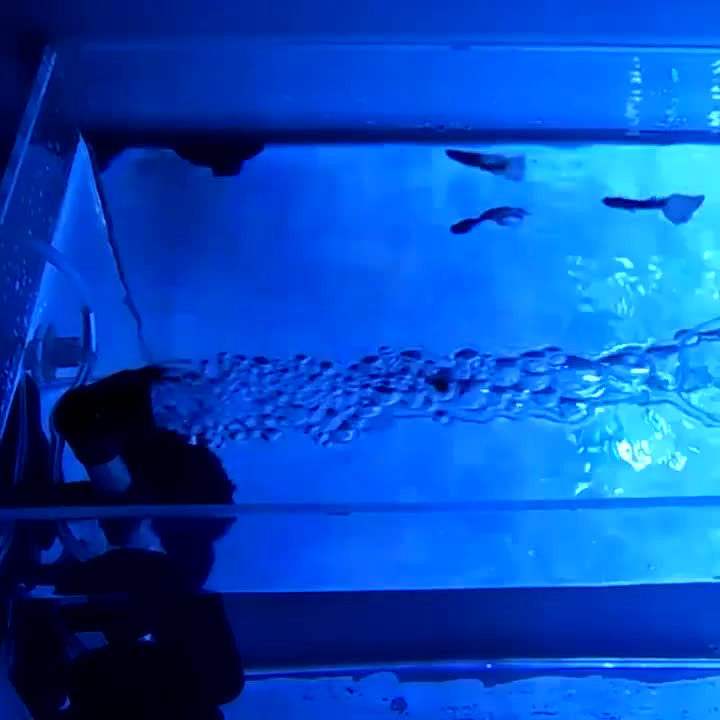 play video