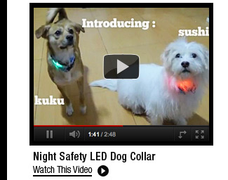 Night Safety LED Dog Collar