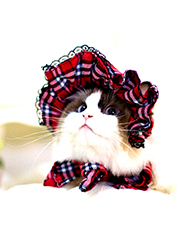 Roupas e Sapatos Para Gatos