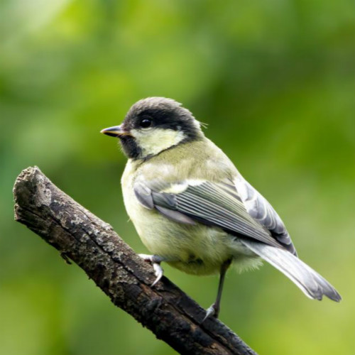 Acessórios para Pássaros